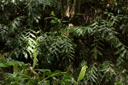La végétation tropicale le long du chemin qui mène à la cascade Salto do Prego.