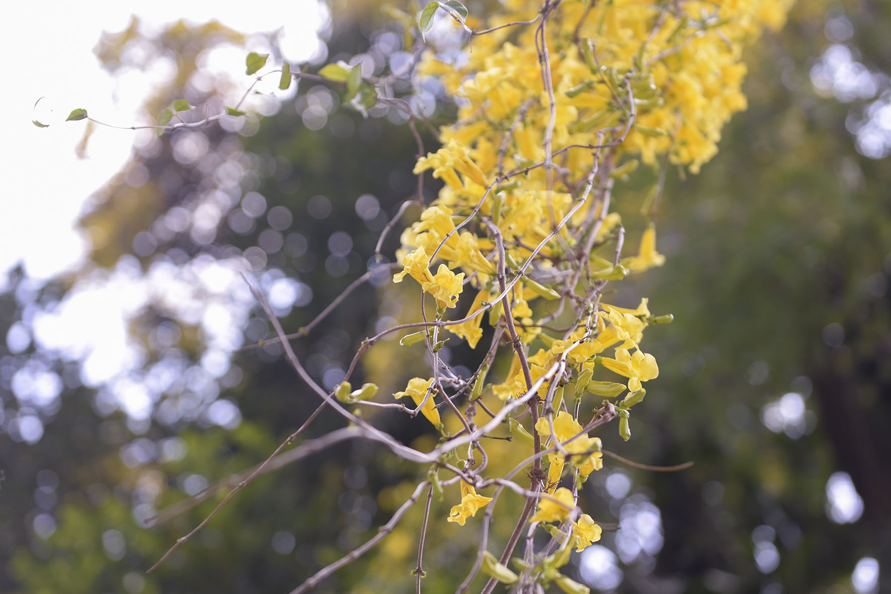 Photographie de fleurs jaunes pendantes dans un jardin botanique au Sri Lanka.